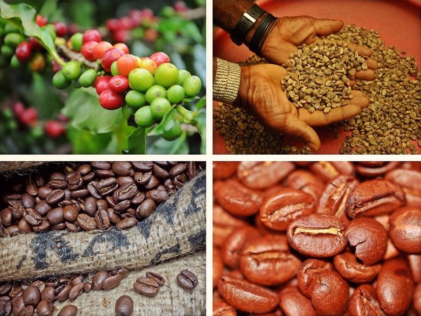 Weight Loss: Should green coffee be included?