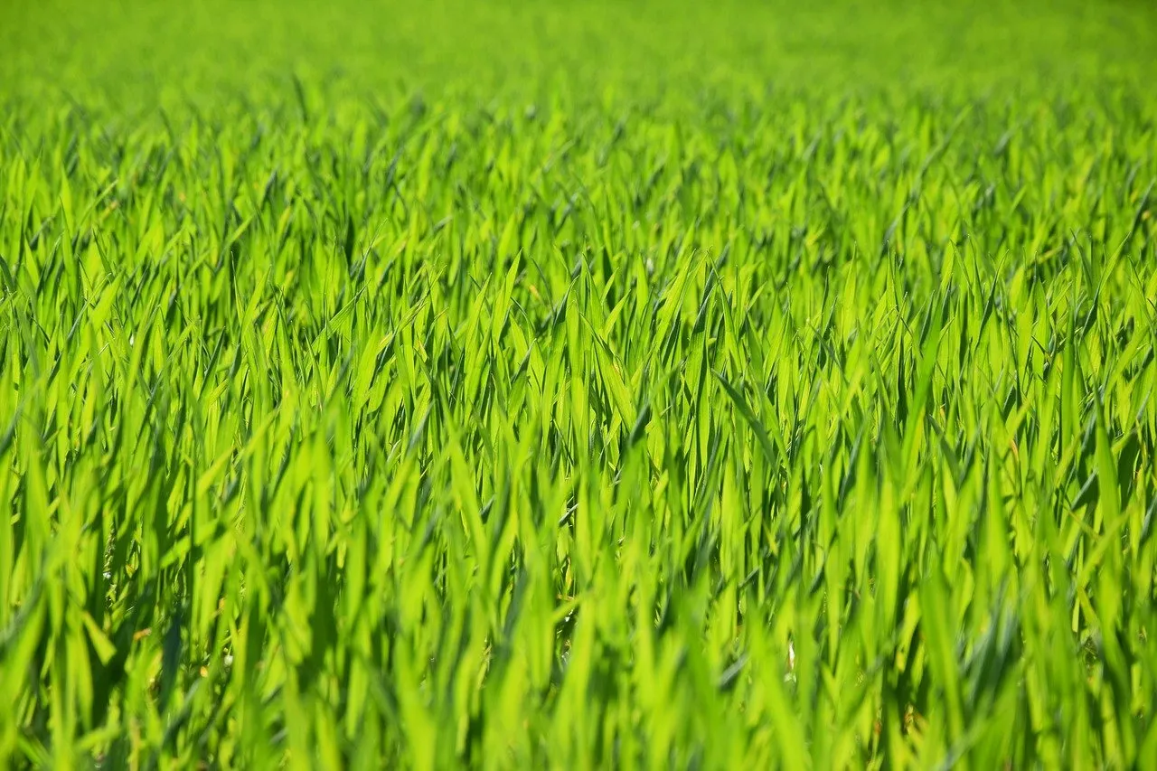 Not just grass: It's WHEATGRASS