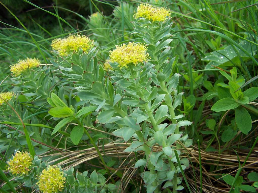 Rhodiola rosea: The golden root